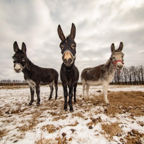 Kroužek staň se chovatelem oslíka