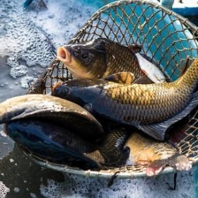 PRODEJ VÁNOČNÍHO KAPRA A AMURA.